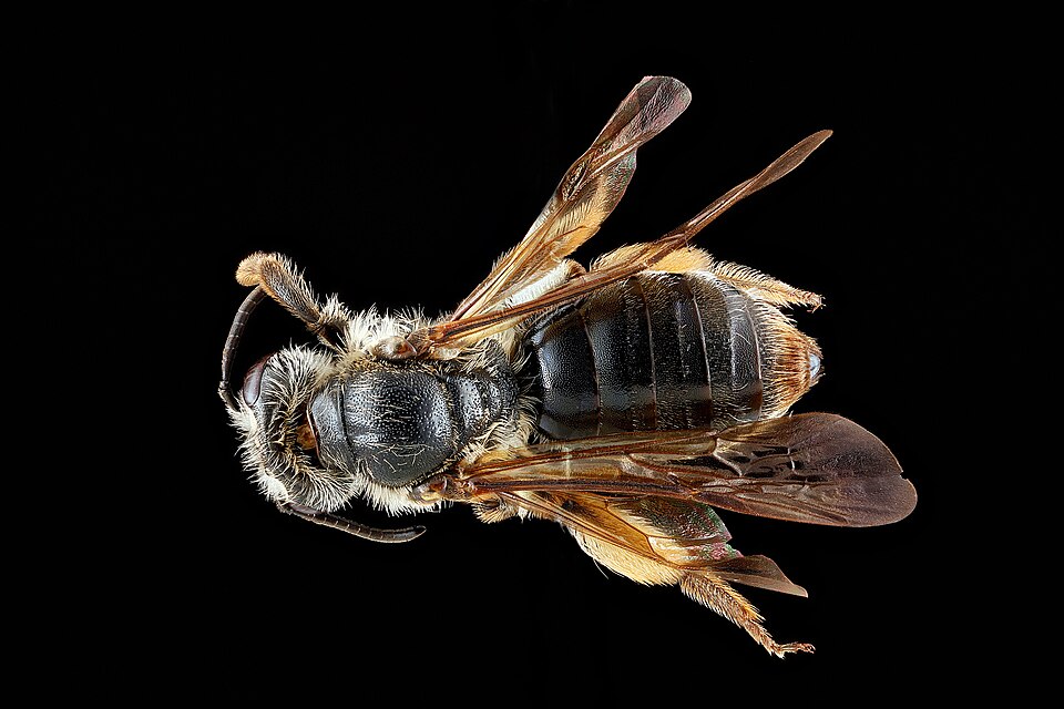 Photo of Hawthorn mining bee