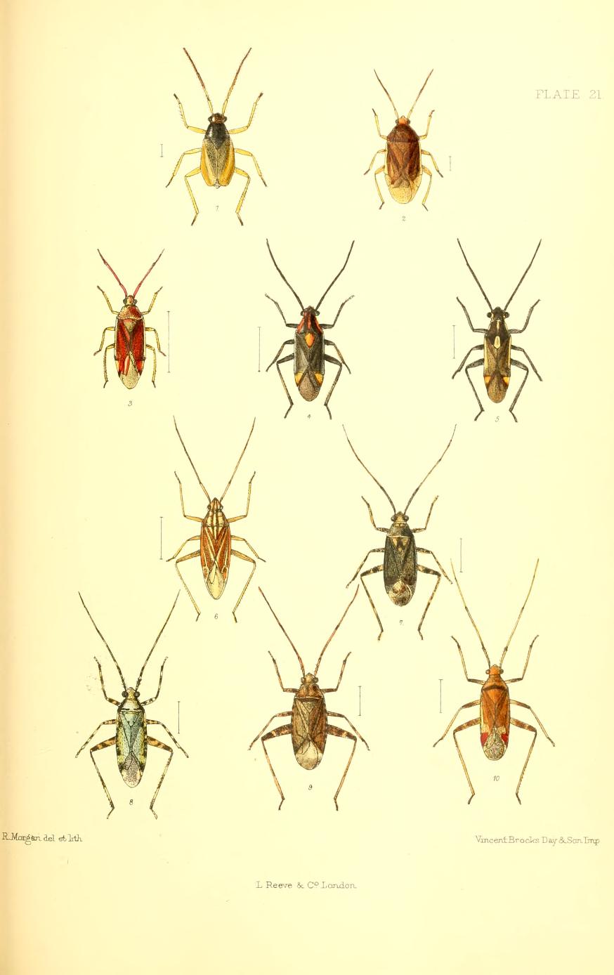 Photo of Hazel bug