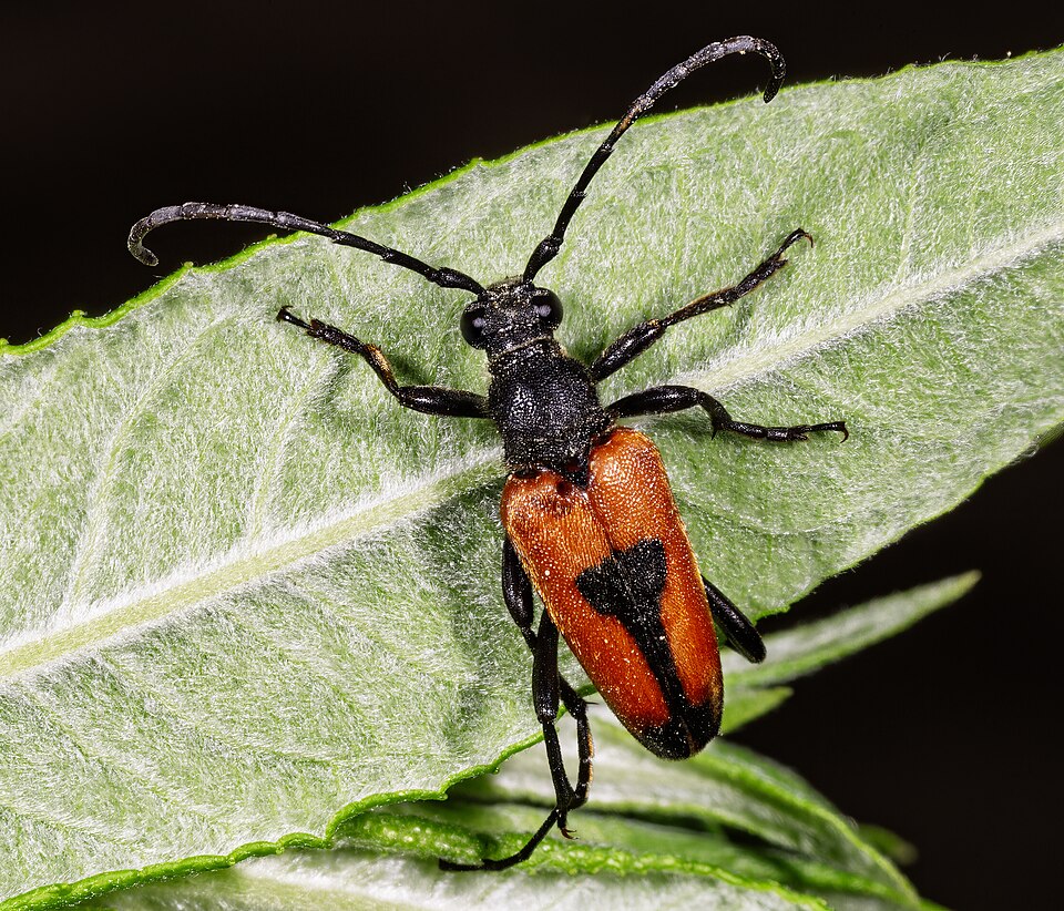 Photo of Heart longhorn beetle