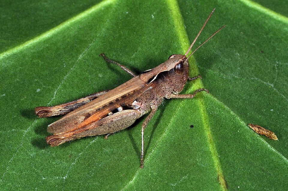 Photo of Heath grasshopper