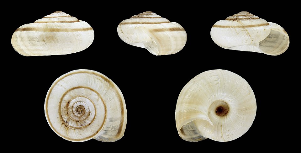 Photo of Heath snail