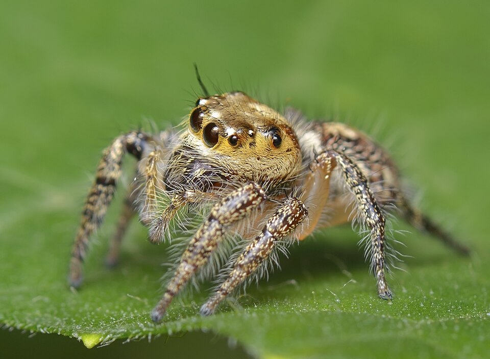 Photo of Heavy-bodied jumper