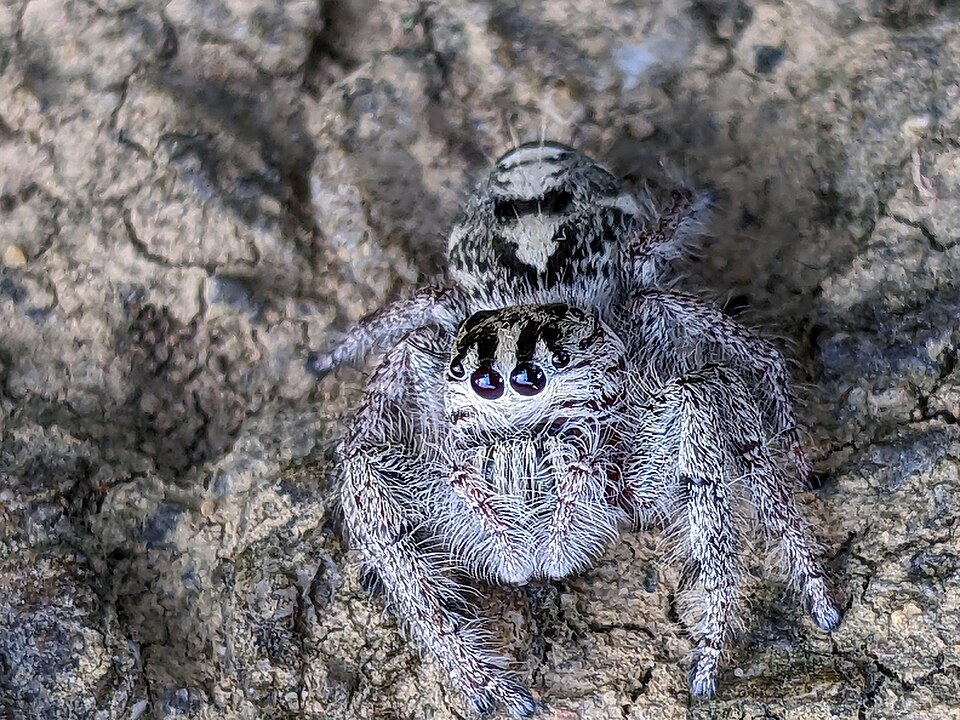 Photo of Heavy jumper