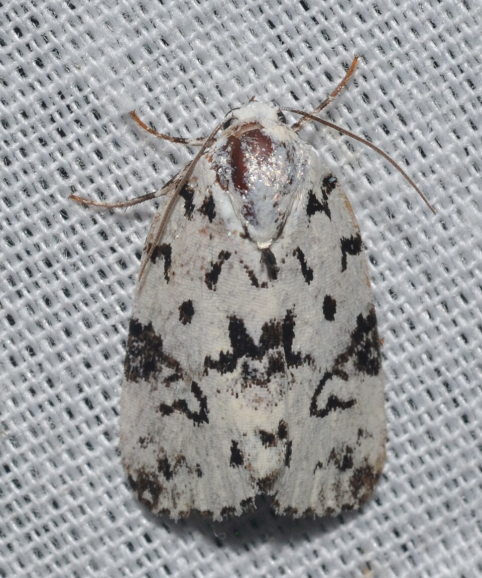 Photo of Hebrew moth