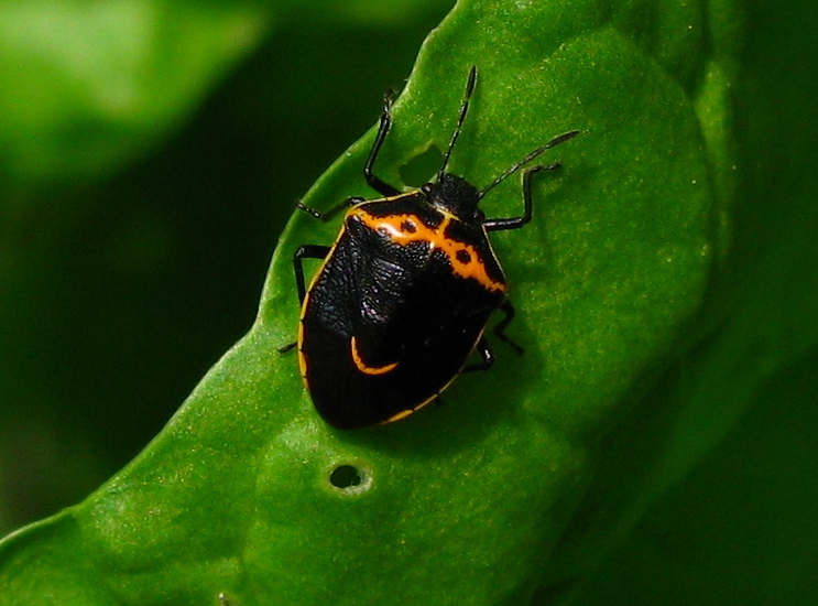 Photo of Hedge nettle stink bug