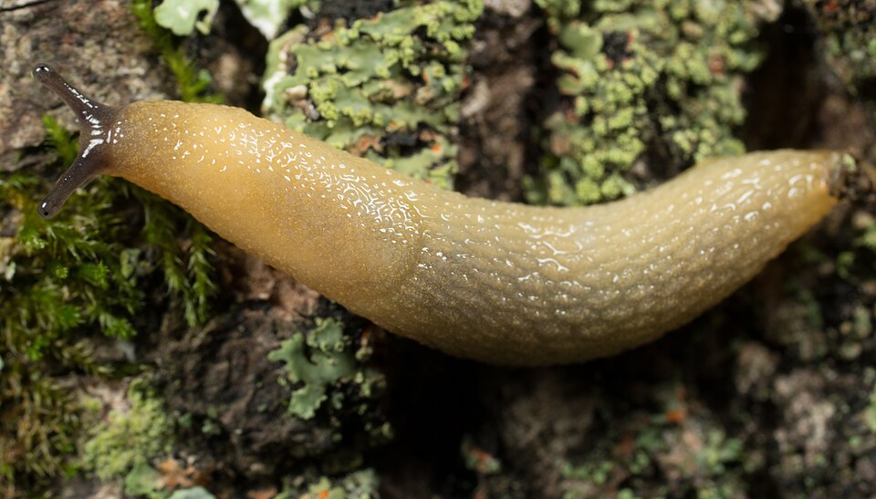 Photo of Hedgehog slug