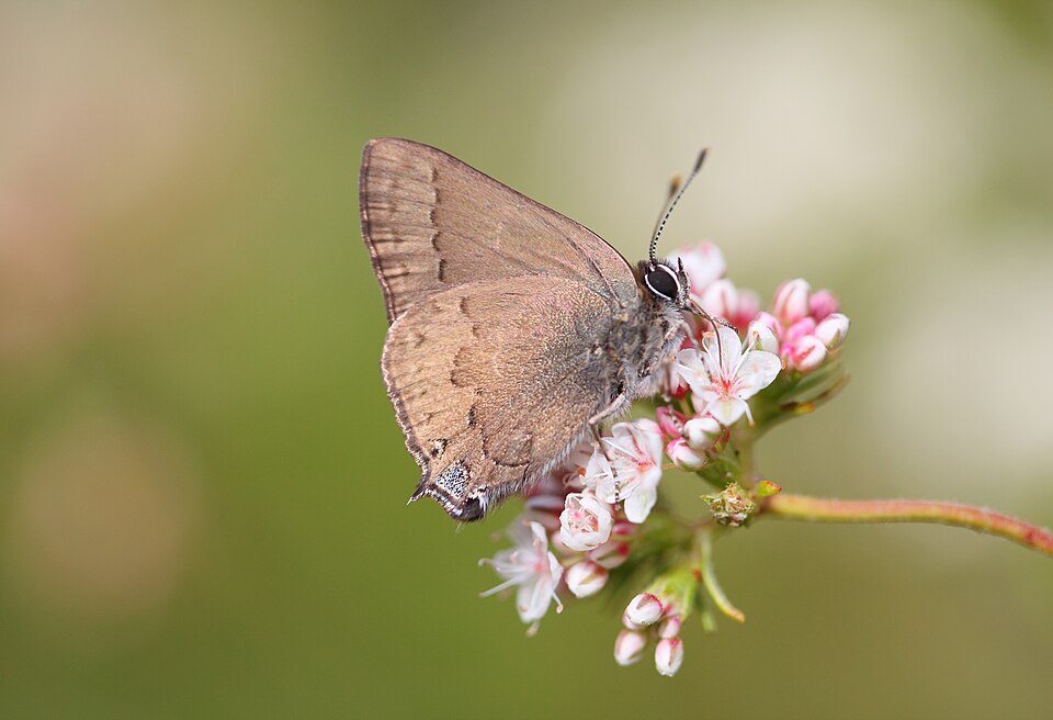 Photo of Hedgerow hairstreak