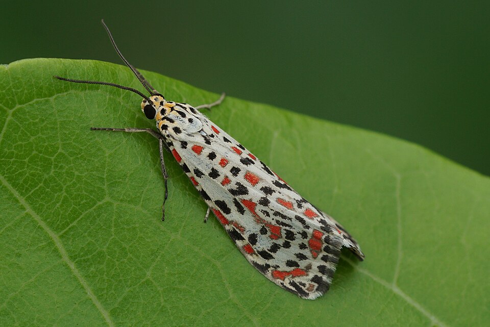 Photo of Heliotrope moth