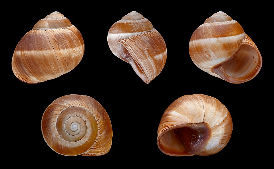 Photo of Girdled snail