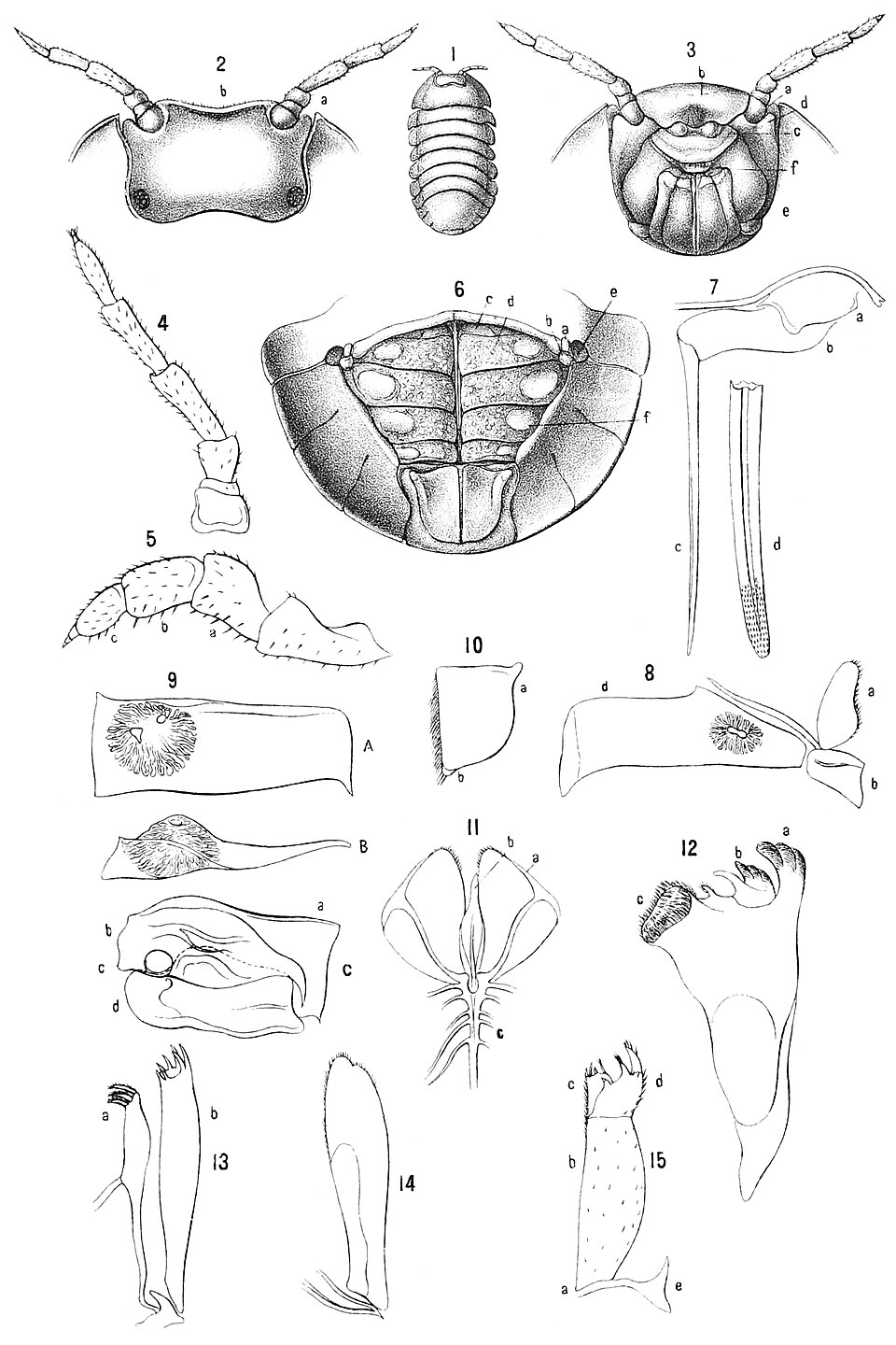 Photo of Heller's isopod