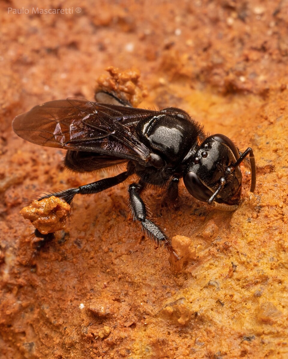 Photo of Heller's stingless bee