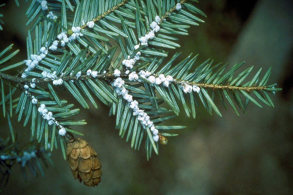 Photo of Hemlock woolly adelgid