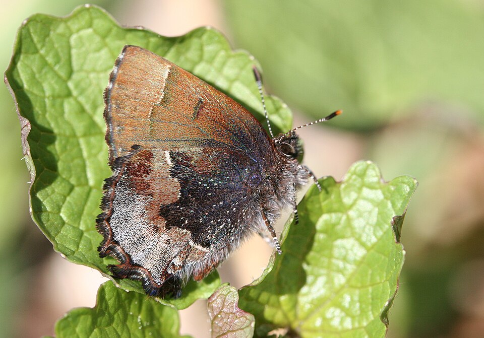 Photo of Henry's elfin