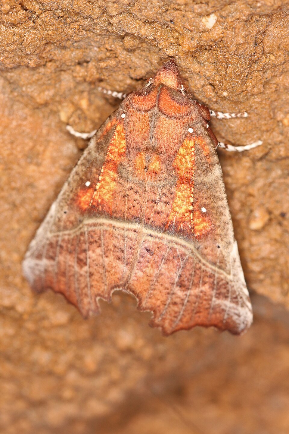 Photo of Herald moth