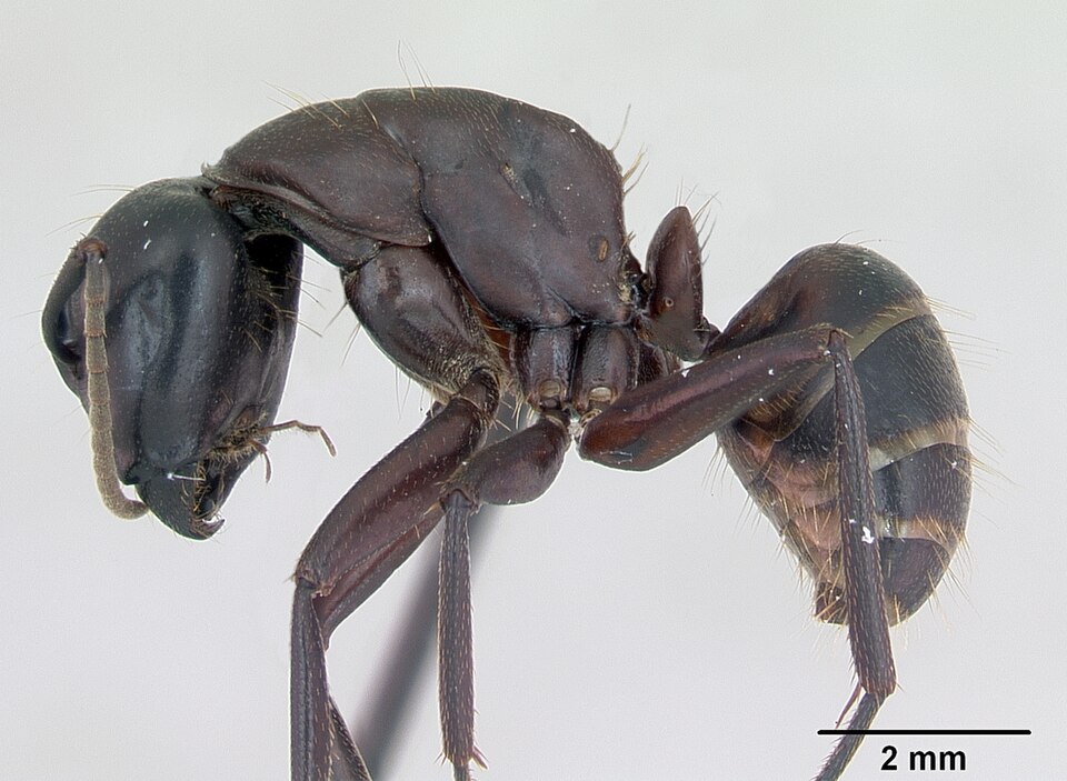 Photo of Hercules ant