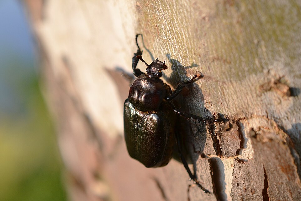 Photo of Hermit flower beetle