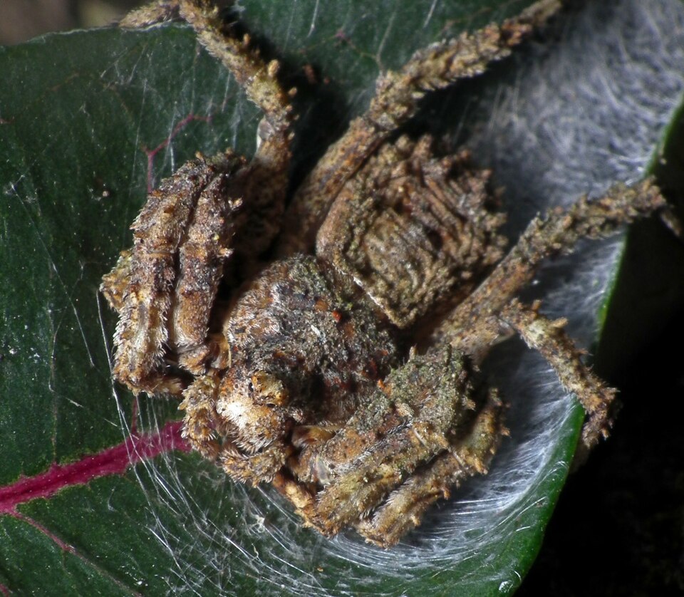 Photo of Hi-browed crab spider