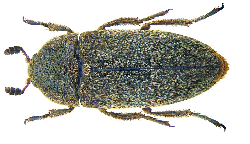 Photo of Hide beetle