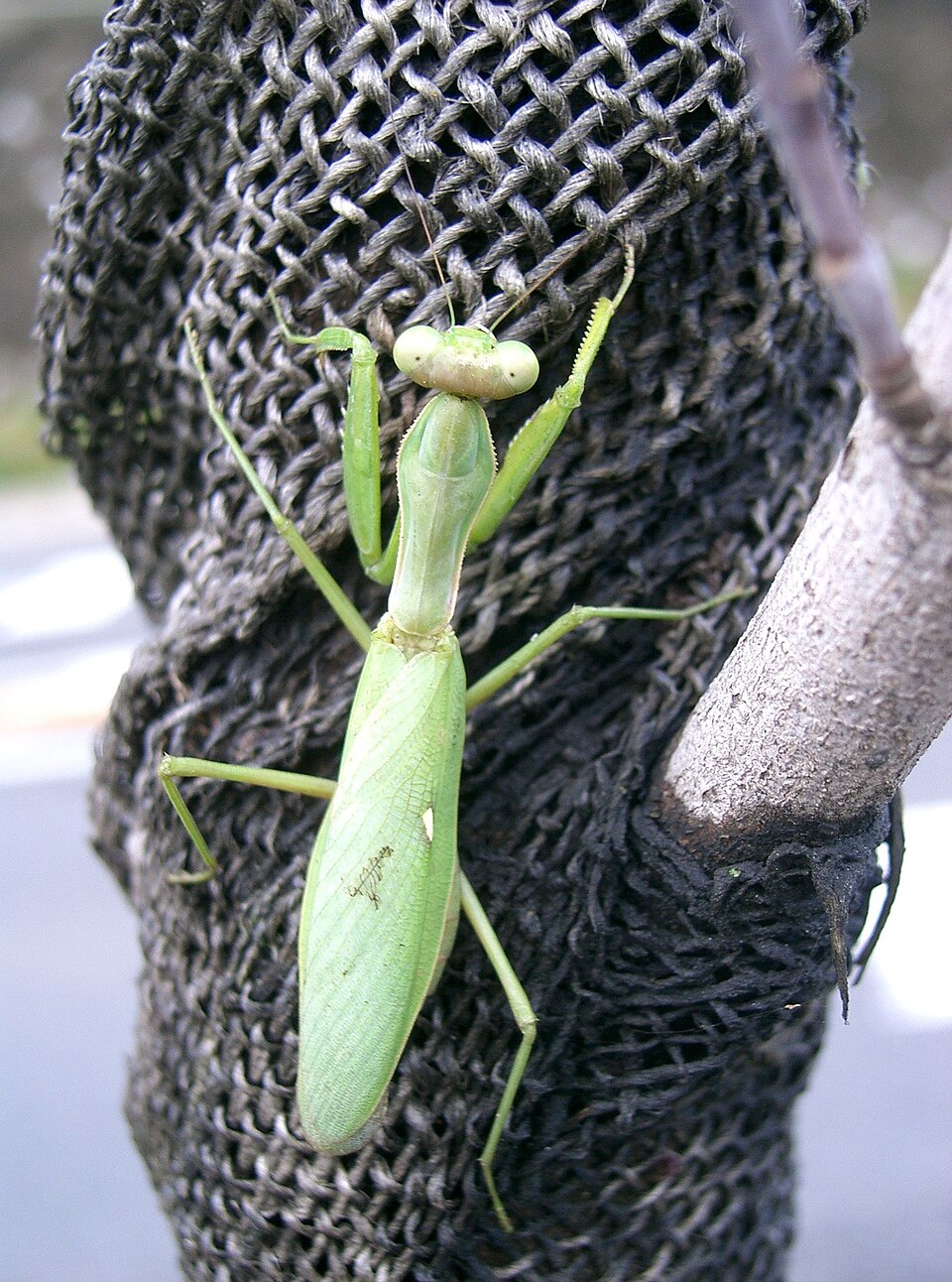 Photo of Giant Asian mantis