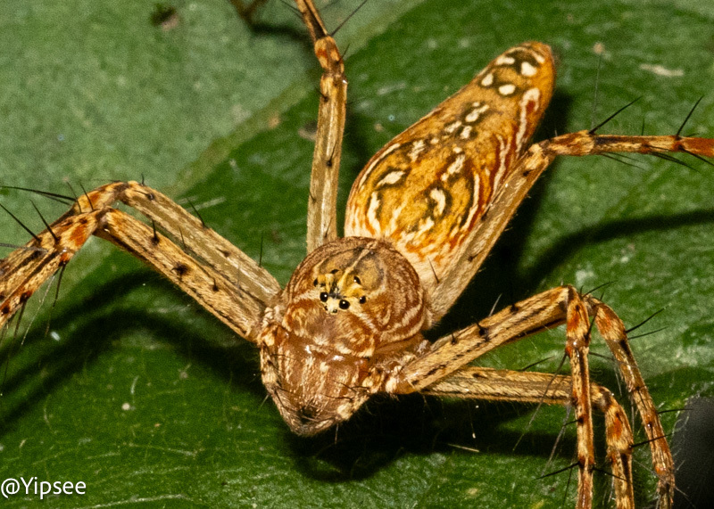 Photo of Hieroglyph fairy lynx spider
