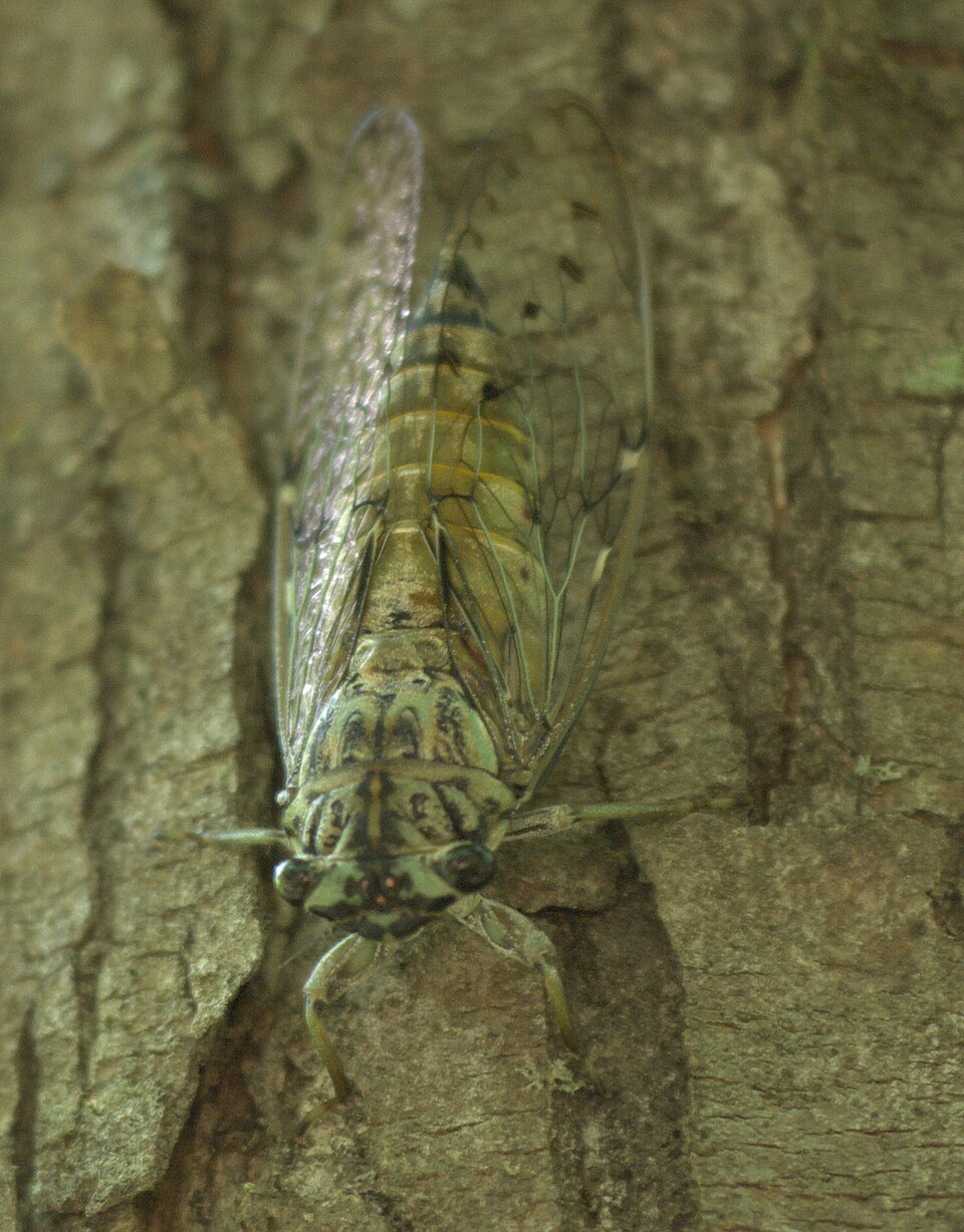 Photo of Hieroglyphic cicada