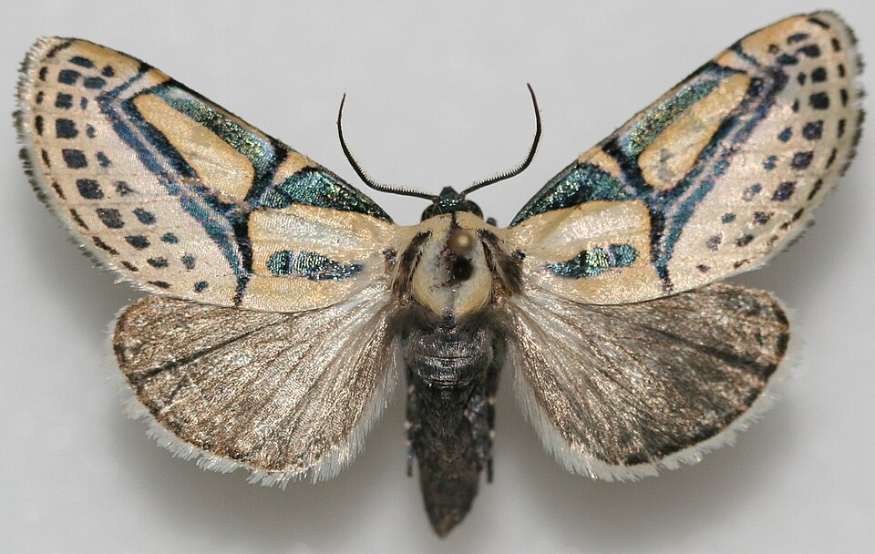 Photo of Hieroglyphic moth