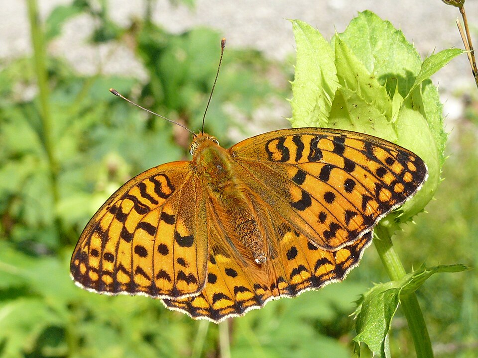 Photo of High brown fritillary