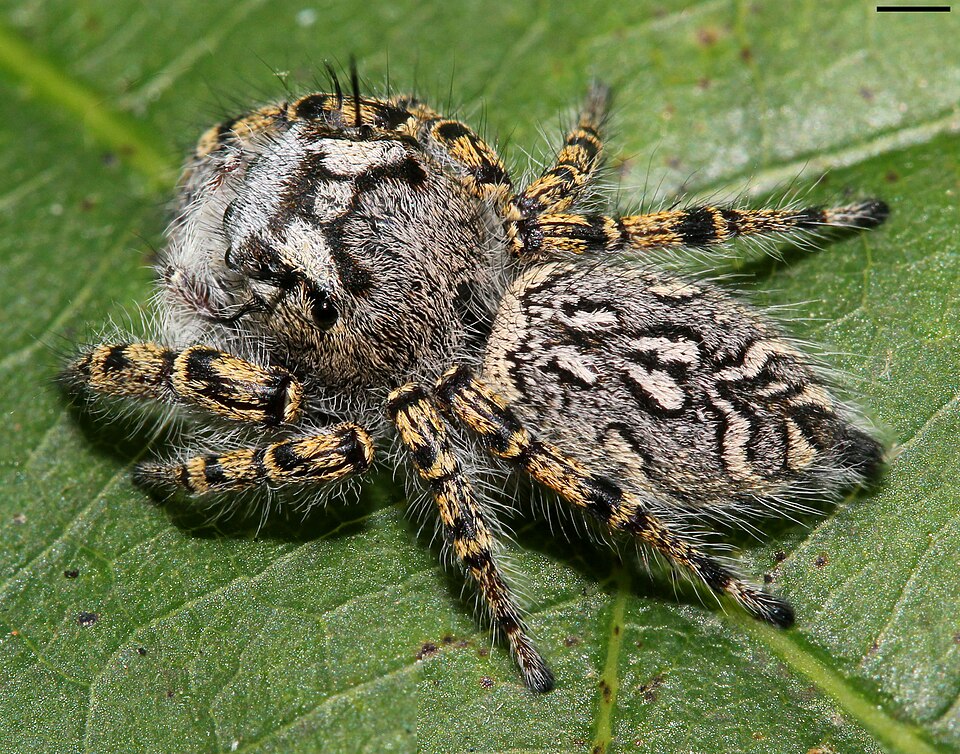 Photo of High eyelashed jumping spider