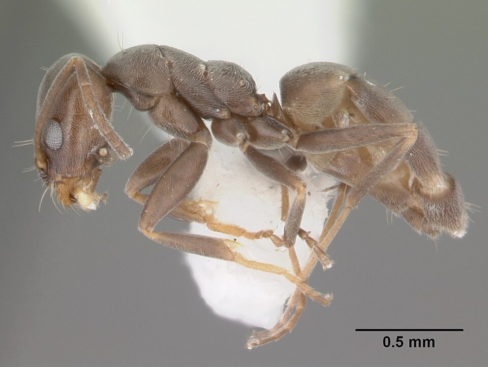 Photo of High noon ant