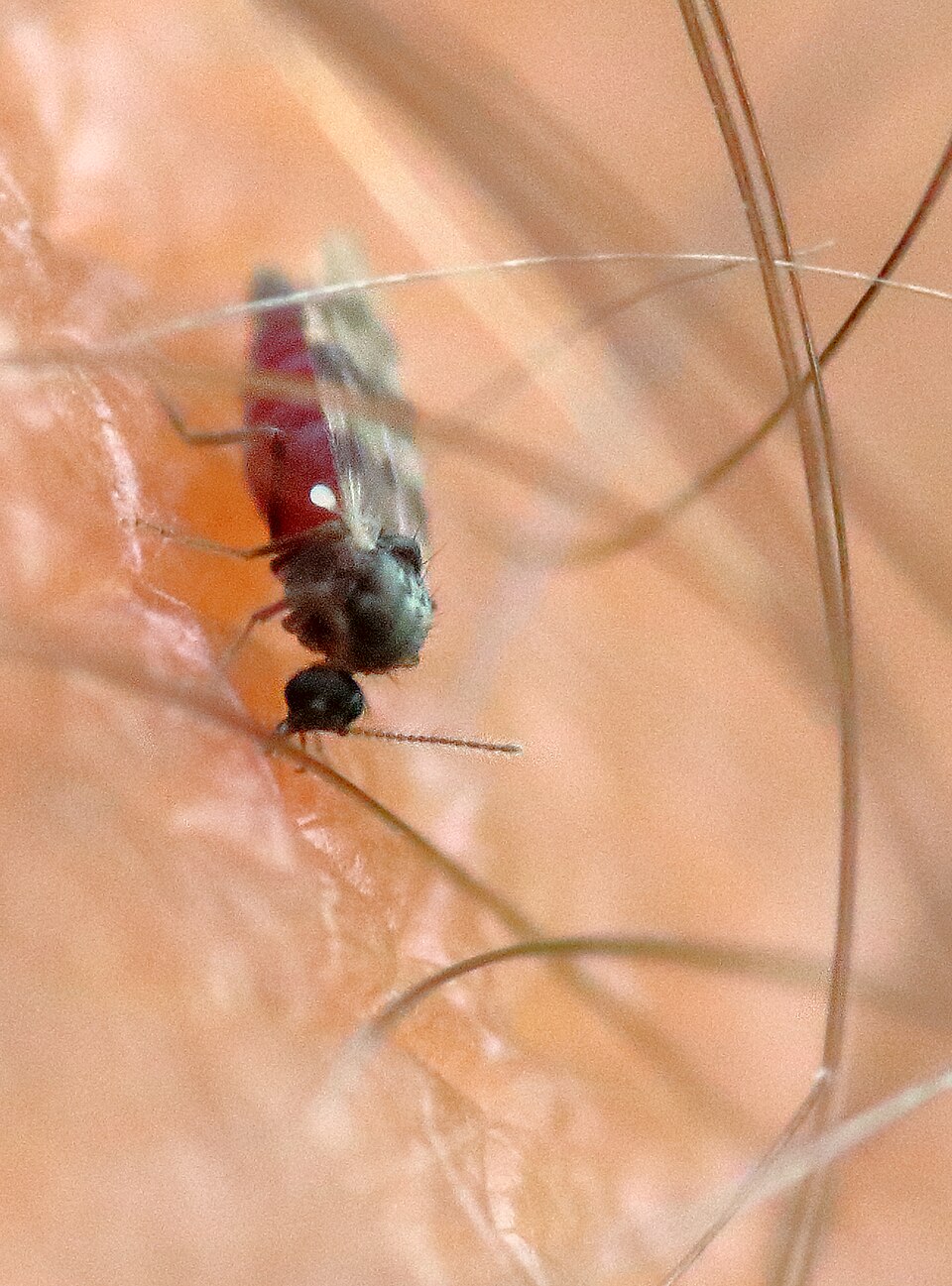 Photo of Highland midge