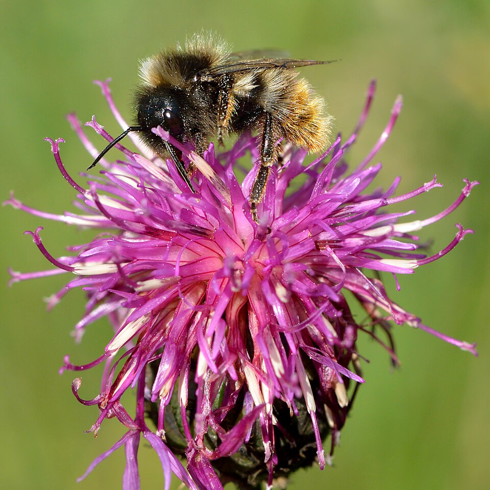 Photo of Hill cuckoo bumble bee