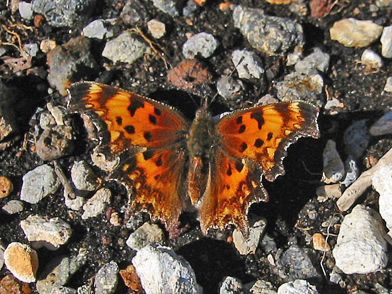 Photo of Hoary comma