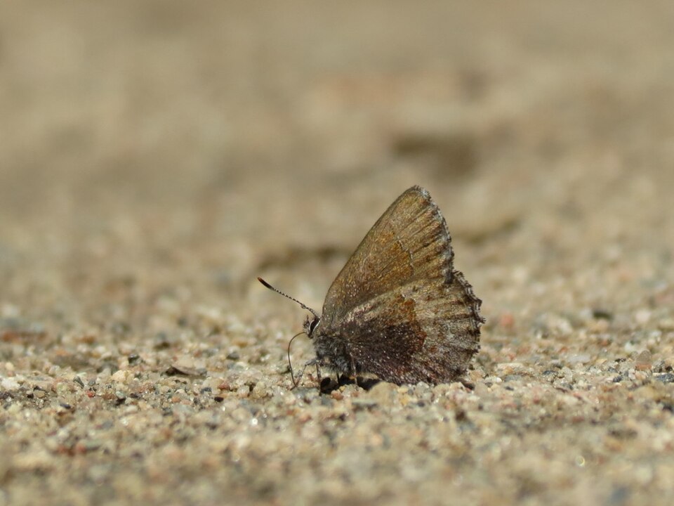 Photo of Hoary elfin