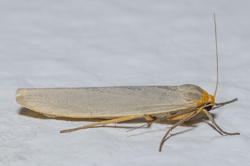 Photo of Hoary footman