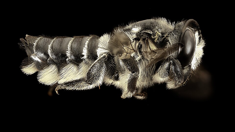 Photo of Hoary leafcutter bee