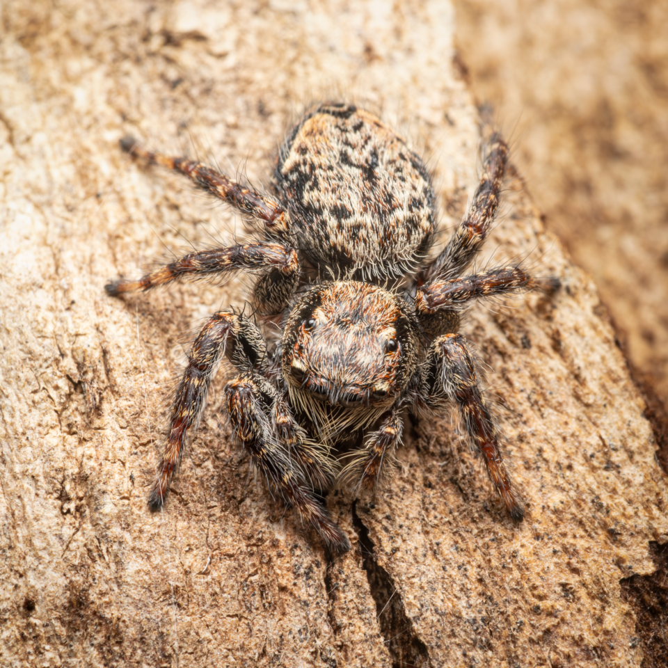 Photo of Hoary servaea