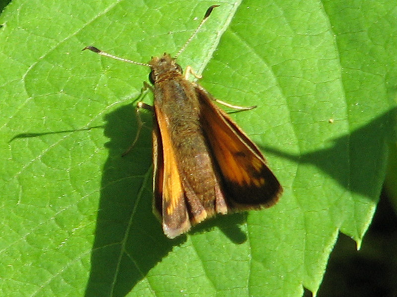 Photo of Hobomok skipper