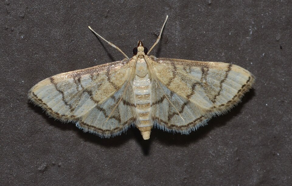Photo of Hollow-spotted blepharomastix moth