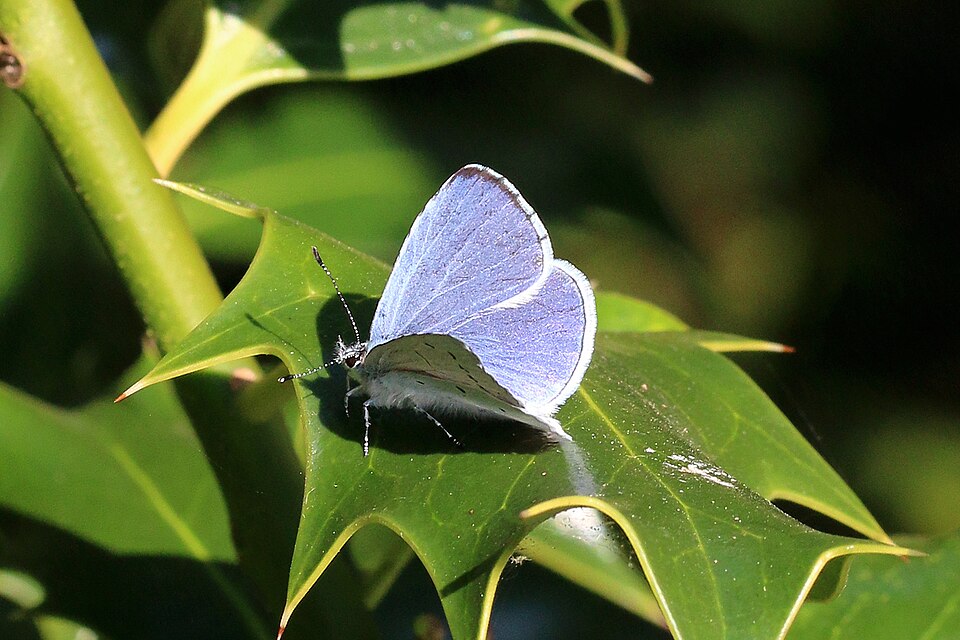 Photo of Holly blue