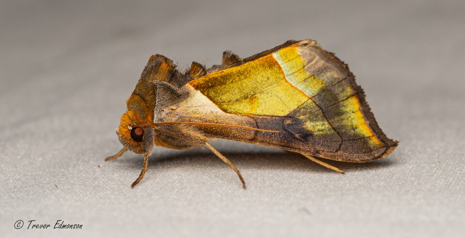 Photo of Hologram moth