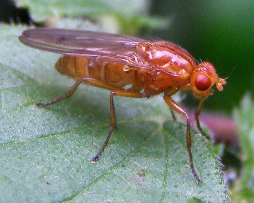 Photo of Hooded dryomyza