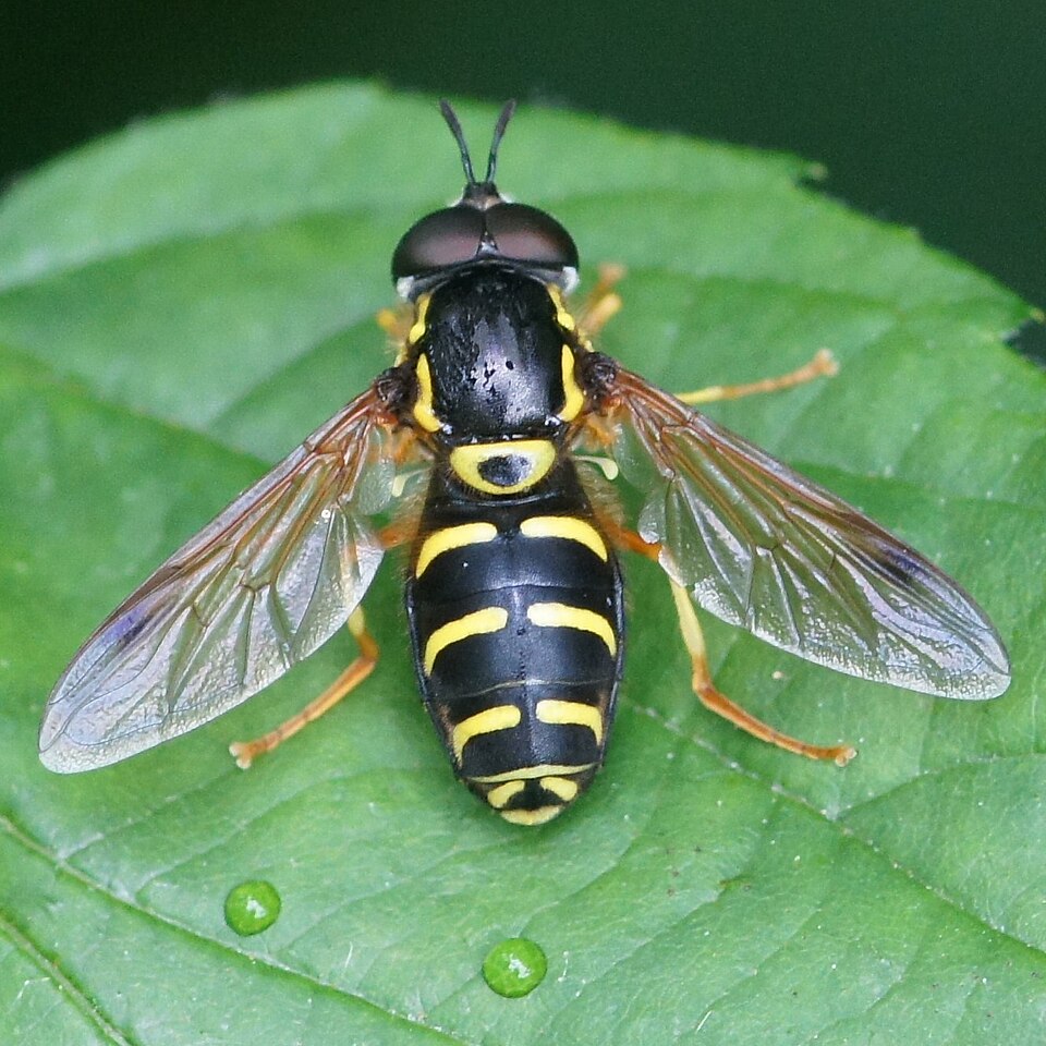 Photo of Hook-barred spearhorn