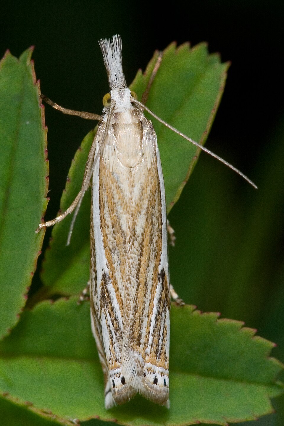 Photo of Hook-streaked grass-veneer