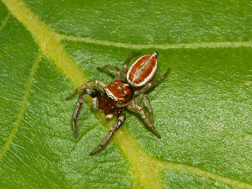 Photo of Hooked striking jumping spider