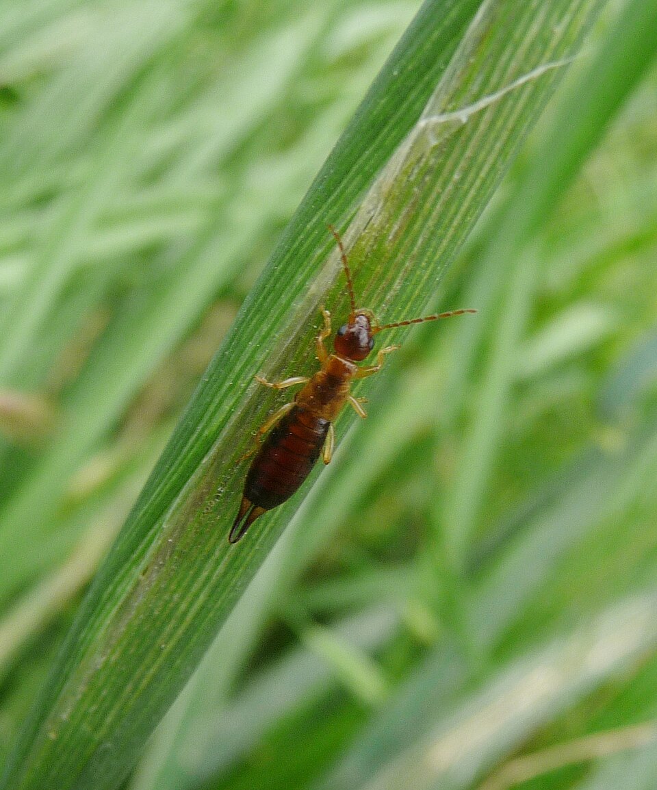 Photo of Hop-garden earwig