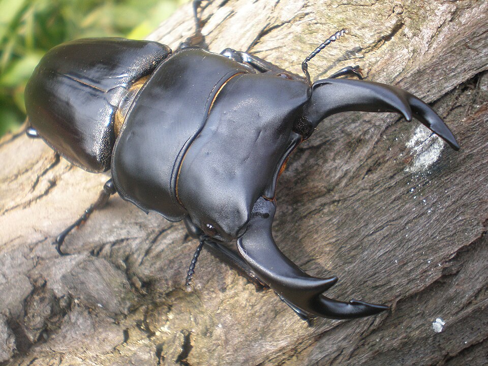 Photo of Hope's stag beetle