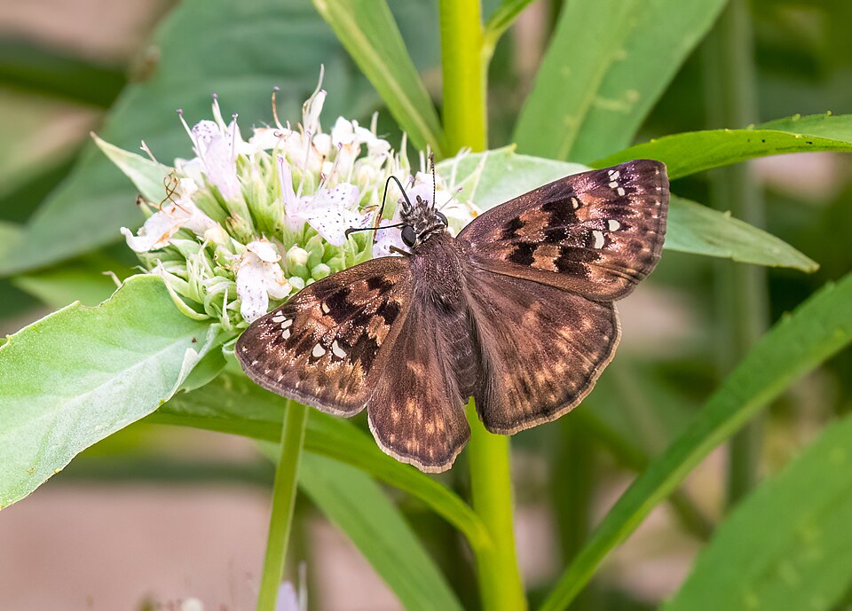 Photo of Horace's duskywing