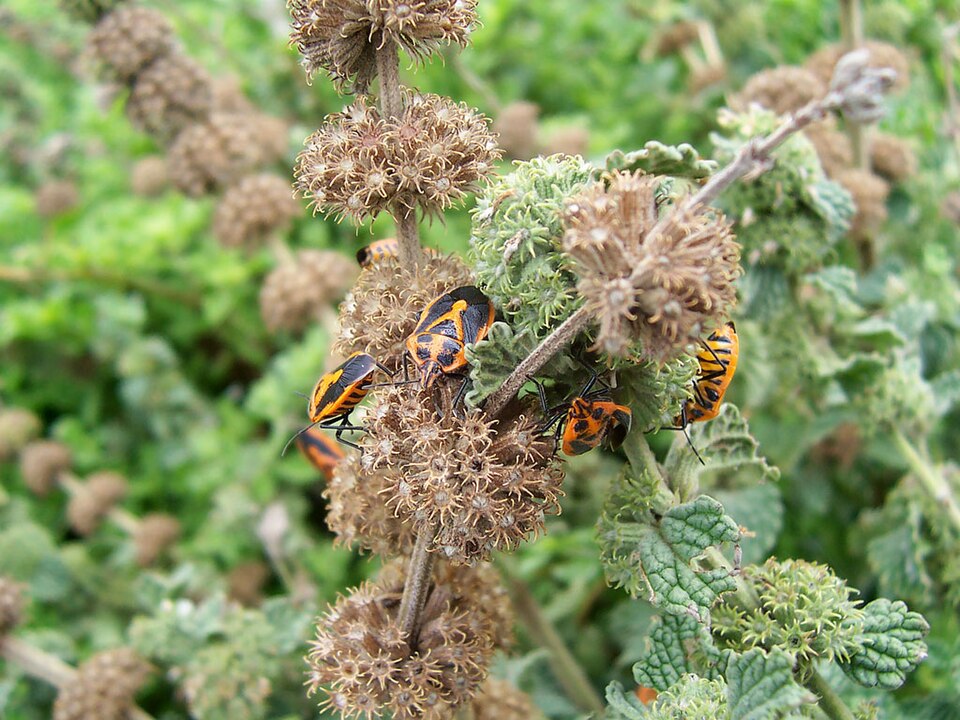 Photo of Horehound bug