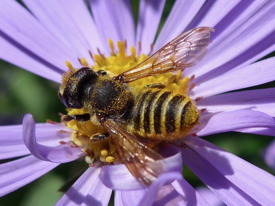 Photo of Horn-faced leafcutter bee