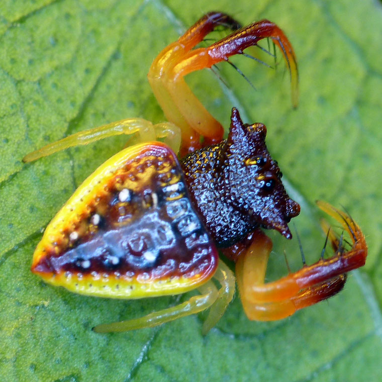 Photo of Horned arkys
